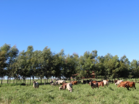 ExpoGenética: ABCZ prepara 5º Concurso Leiteiro Natural 