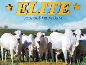 ?1º Leilão Elite Produção Rondônia? irá oferecer 60 reprodutores no sábado (21)