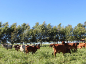 Inscrições para Concurso Leiteiro de Fazenda começam na segunda (20/02)