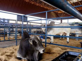 Inscrições abertas para rebanhos colaboradores do PNAT