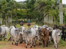 Associação de Brahman abre inscrições para 2ª Prova de Eficiência e Performance