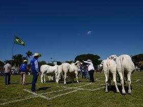 Grandes Campeões da 88ª ExpoZebu serão definidos neste sábado (6)