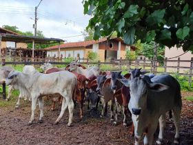 Começa 6ª Prova coletiva de Ganho em Peso da ANORC