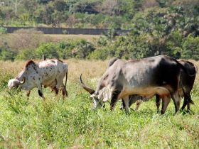 Concurso Leiteiro Natural será realizado em maio, durante a ExpoZebu Dinâmica
