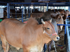 ABCZ divulga programação da ExpoGenética 2015