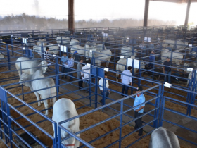 Faturamento dos leilões da ExpoGenética 2015 cresce 56% 