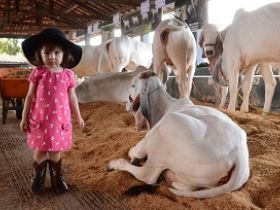 Sem nenhuma ocorrência policial, ExpoZebu já recebeu 105 mil visitantes