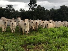 Membros da equipe Técnica e de Fomento da ABCZ visitam Agropontieri