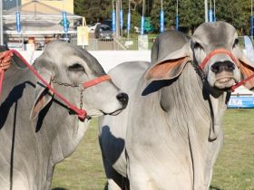 Com crescimento de 25% no número de inscritos, Zebuínos contarão com seis raças na Expointer 2019