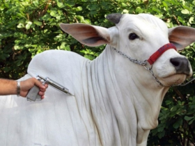 Vacinação contra febre aftosa em Minas começa na próxima sexta-feira (1º) com novo prazo