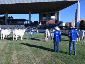ABCZ anuncia jurados de animais da 90ª ExpoZebu