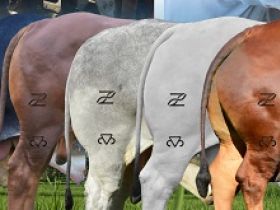 Marca do PMGZ atrai atenção dos criadores por todo o país  