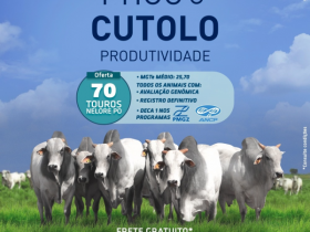 ?1º Leilão Agropecuária Cutolo? vai ofertar cerca de 70 touros Nelore
