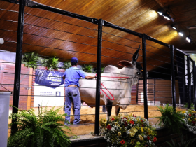 Leilões faturam cerca de R$49 milhões; ainda é aguardado resultado com shoppings de animais