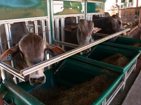 ABCZ divulga lista de touros pré-selecionados do PNAT 2018