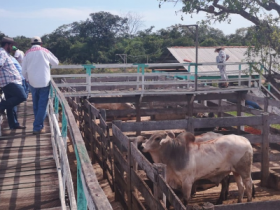 Feira do Pró-Genética comercializa 10 touros na Bolívia