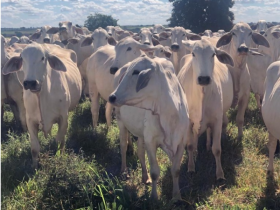 Membros da equipe Técnica e de Fomento da ABCZ visitam sede do Tabapuã TJG