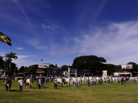 Filhos de Grandes Campeões da ExpoZebu serão genotipados
