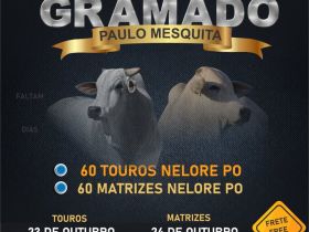 Faltam cinco dias para o Leilão Virtual Fazenda Gramado Paulo Mesquita 