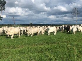 Representantes da ABCZ visitam fazendas no sul do estado de Rondônia