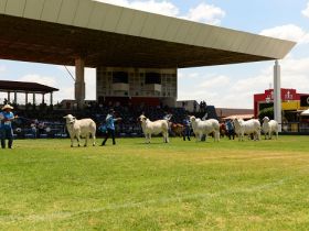 ACBB apresenta resultados da ExpoBrahman 2019