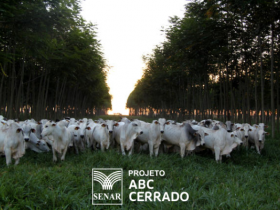 Projeto ABC Cerrado recebe inscrições até o final do mês 