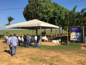Fazenda Recreio enfoca melhoramento genético em Dia de Campo e prepara leilão homologado pelo PMGZ