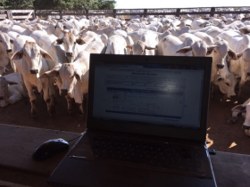 PGP avalia 300 animais de um mesmo criatório em sistema de confinamento