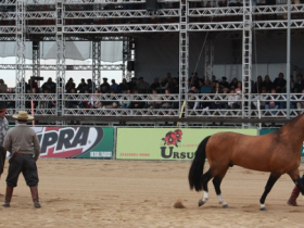 Pista da ExpoZebu terá cavalos da raça Crioulo no próximo ano  