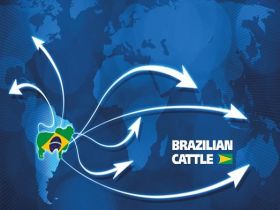 ABCZ e Apex iniciam ciclo de reuniões estratégicas com participantes do Brazilian Cattle