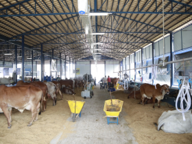 ExpoZebu 2021: inscrições para Concurso Leiteiro começam no próximo dia 1º