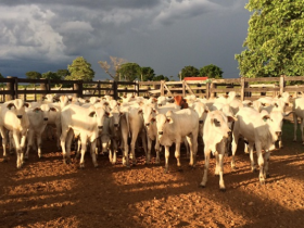 Dia de Campo da Fazenda Santa Edwiges  mostra trabalho de seleção com base no PMGZ