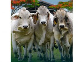 Associação de Brahman fará leilão de touros e degustação de carne na ExpoGenética 2025