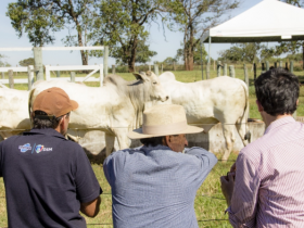 Convênio com governo do Estado deve ampliar Pró-Genética no Mato Grosso do Sul