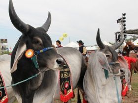 Criadores de zebu protestam contra líder classista do Rio Grande do Sul