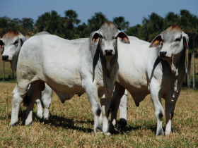 ABCZ inclui mais um critério para inscrição de animais no Zebu a Campo