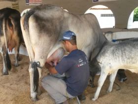 Raça Guzerá bate recorde na Expo Curvelo