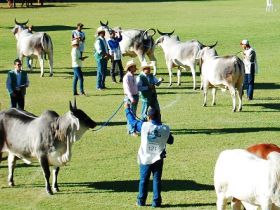 Uberaba sedia curso de julgamento  