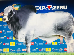 Grande Campeão Nacional Brahman da ExpoZebu 2017 é eleito melhor touro do mundo