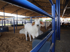 Brahman a campo desperta atenção do mercado pecuário atual