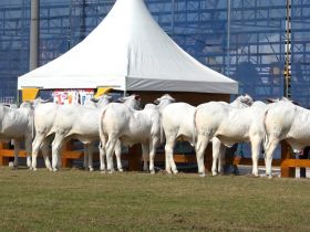 ABCZ marca presença na retomada da Expo Macaé no estado do Rio de Janeiro