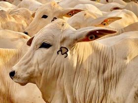 Rebanho do Grupo Otávio Lage recebe acompanhamento do PMGZ