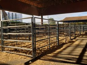 PNAT 2022: Touros classificados no TDEA chegam ao Parque Fernando Costa no dia 19