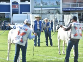 90ª ExpoZebu: iniciados os julgamentos de animais; anúncio dos Grandes Campeões acontece no sábado (3)