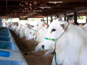 Expoinel Minas 2023 começa no próximo dia 1º