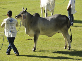 Tratadores da ExpoZebu concorrerão a prêmios e terão palestra sobre bem-estar animal
