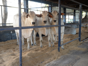 ABCZ/Embrapa lançam primeiro Sumário Integrado com avaliação genômica nesta segunda (20)