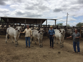 ABCZ registra primeiros clones produzidos pela Fazenda Teotônio
