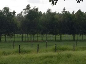 Inscrições abertas para o 4º Concurso Leiteiro Natural 