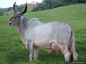 Guzerá tem nova recordista mundial de produção de leite 